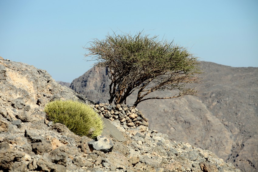 vegetation montagne arbre rocher Musamdan kassab poste frontiere formalite visa sultanat d'Oman
