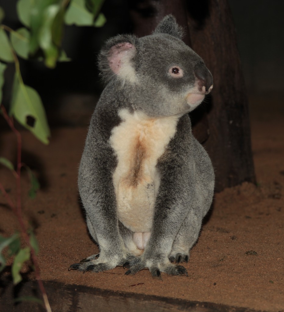 Koala teddy bear Pelage colour arboreal herbivorous marsupial Australia endemiq