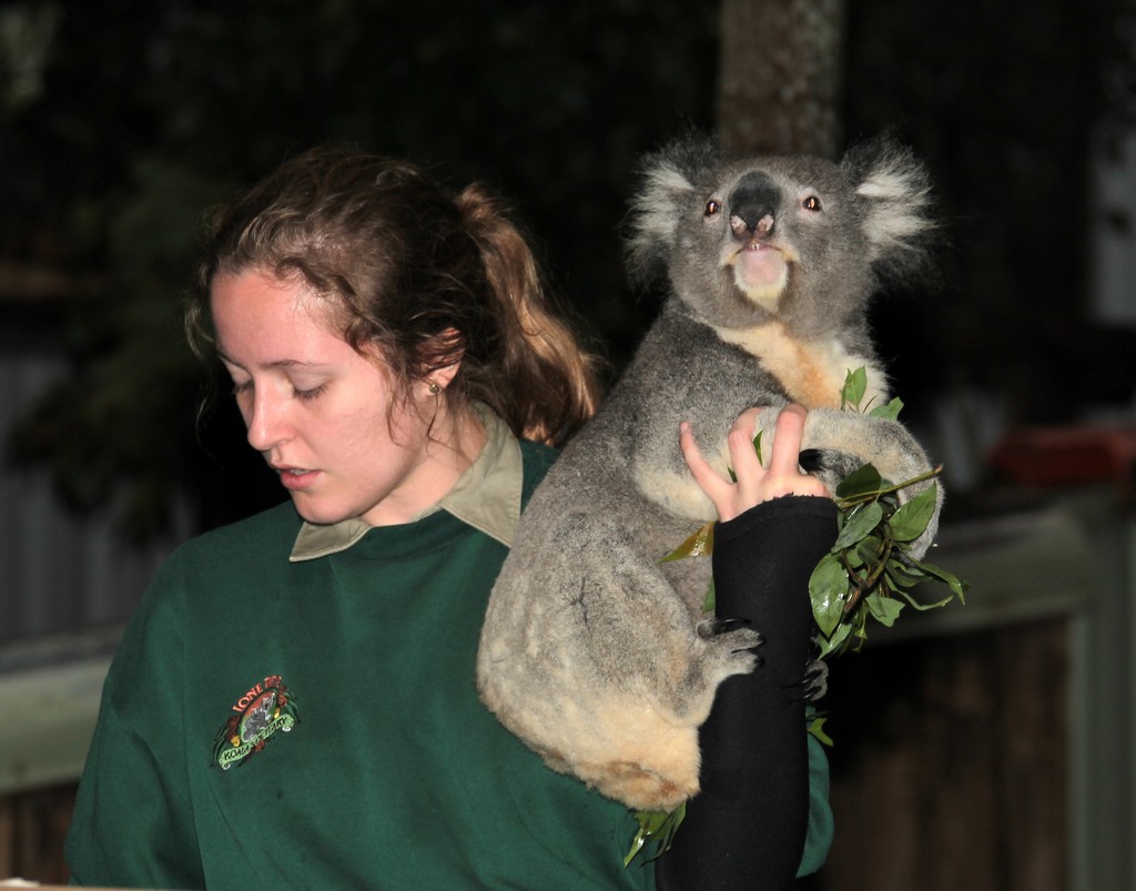 Brisbane Australia Queensland Phascolarctos cinereus marsupial arboricole herbivore