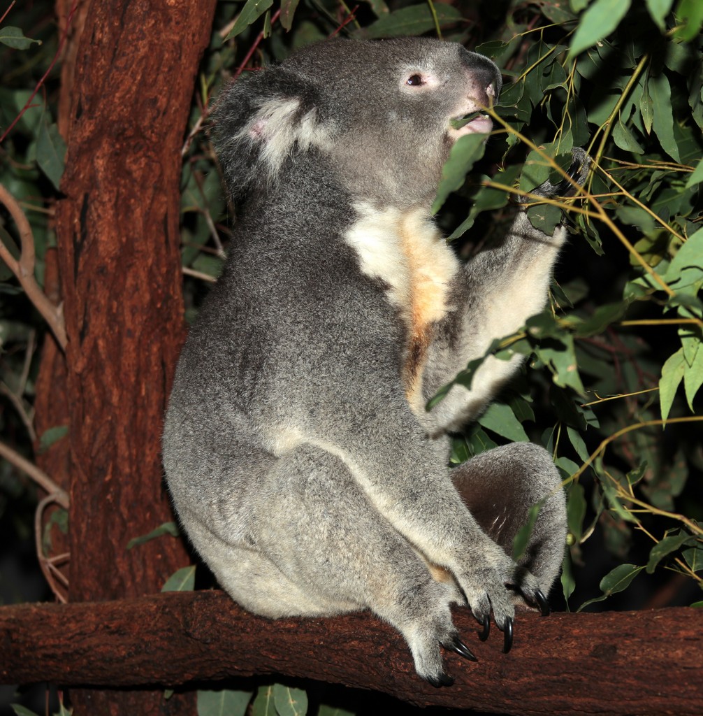 Koala marsupial herbivorous most of their diet consists of eucalyptus leaves phascolarctos cinereus