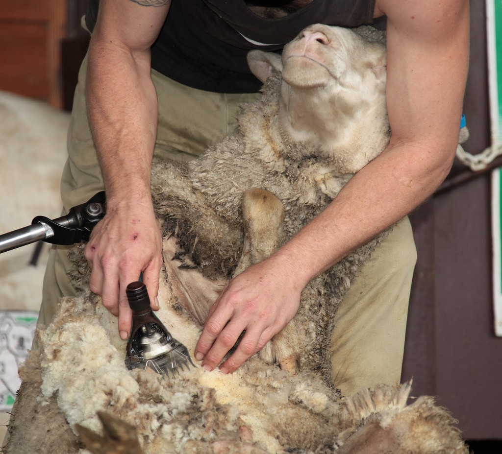 Brisbane Australia Queensland remove wool from domestic sheep 