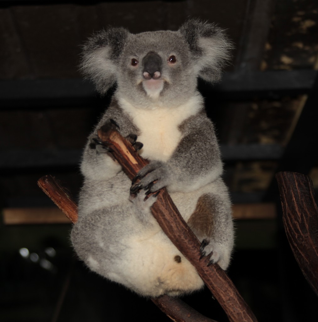 Koala marsupial emdémique Australie phascolarctos cinereus