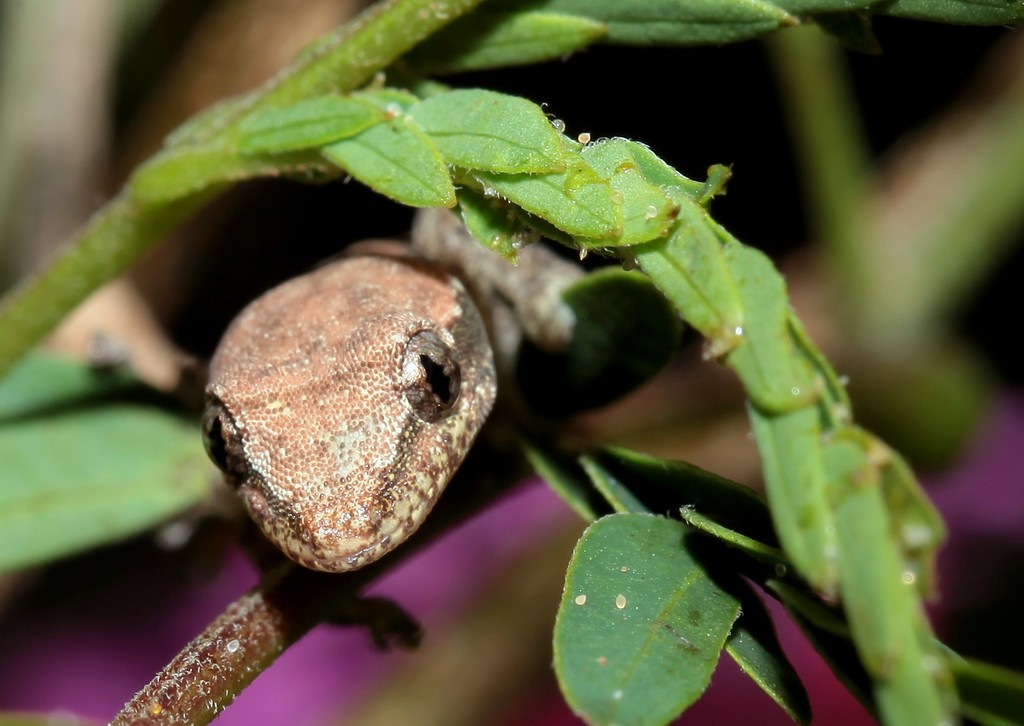 gekko arboricole Nouvelle-Calédonie