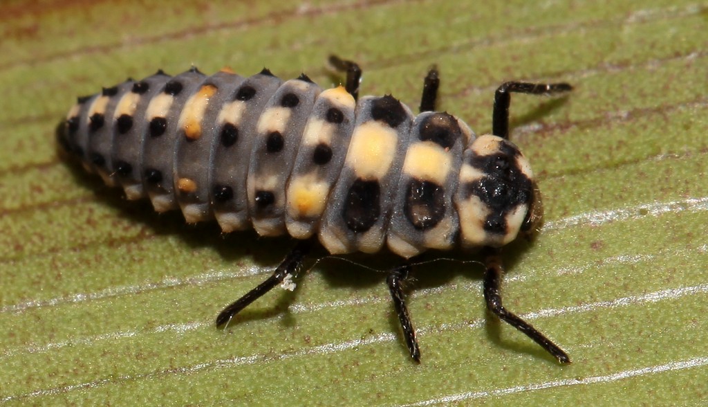 Larve de Coccinellidae Nouvelle-Calédonie