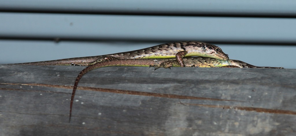 Green bellied Tree Skink Lioscincus nigrofasciolatum New Caledonia Skink