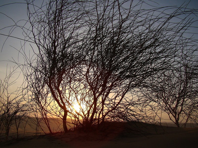 L'arbre dans le désert - Désert de Liwa - Emirats Arabes Unis