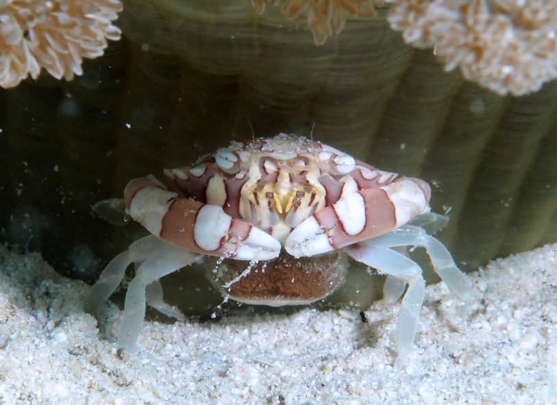 Crabe arlequin Nouvelle-Calédonie Lissocarcinus laevis anemone couleur rose