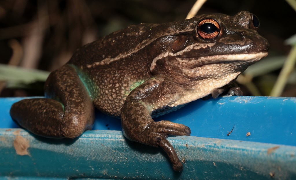 Litoria aurea voracious eaters of insects New Caledonia