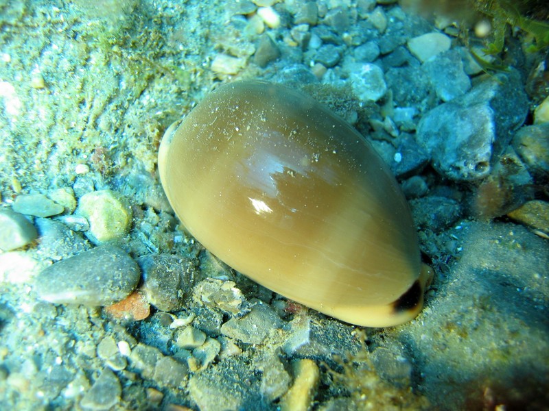 Porcelaine livide - LURIA LURIDA - toulon