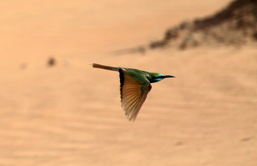 Merops orientalis muscatensis Guêpier d'Orient en plein vol désert de Ras al Khaimah Emirats Arabes Unis