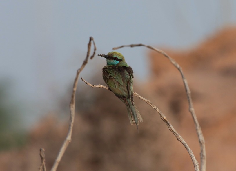 Merops orientalis muscatensis Little Green Bee-eater Ras al Khaimah United Arab Emirats desert bird