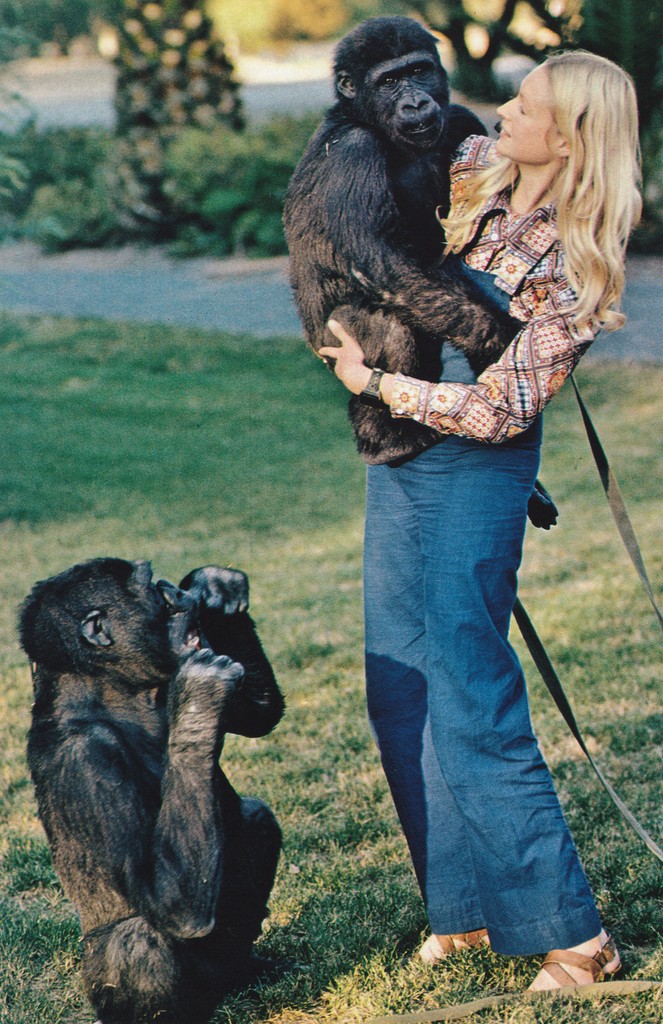 National Geographic October 1978 gorilla sign language