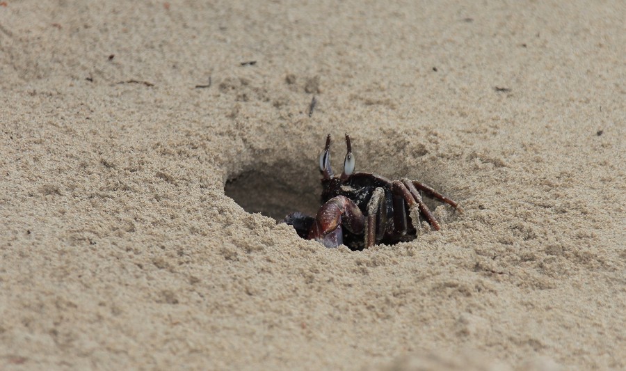 Ocypode ceratophthalmus ghost sand crab New Caledonia description biology