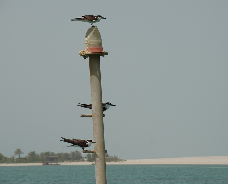 Onychoprion anaethetus Sterne bridée Bridled tern Abu Dhabi oiseau Abu Dhabi birds watching