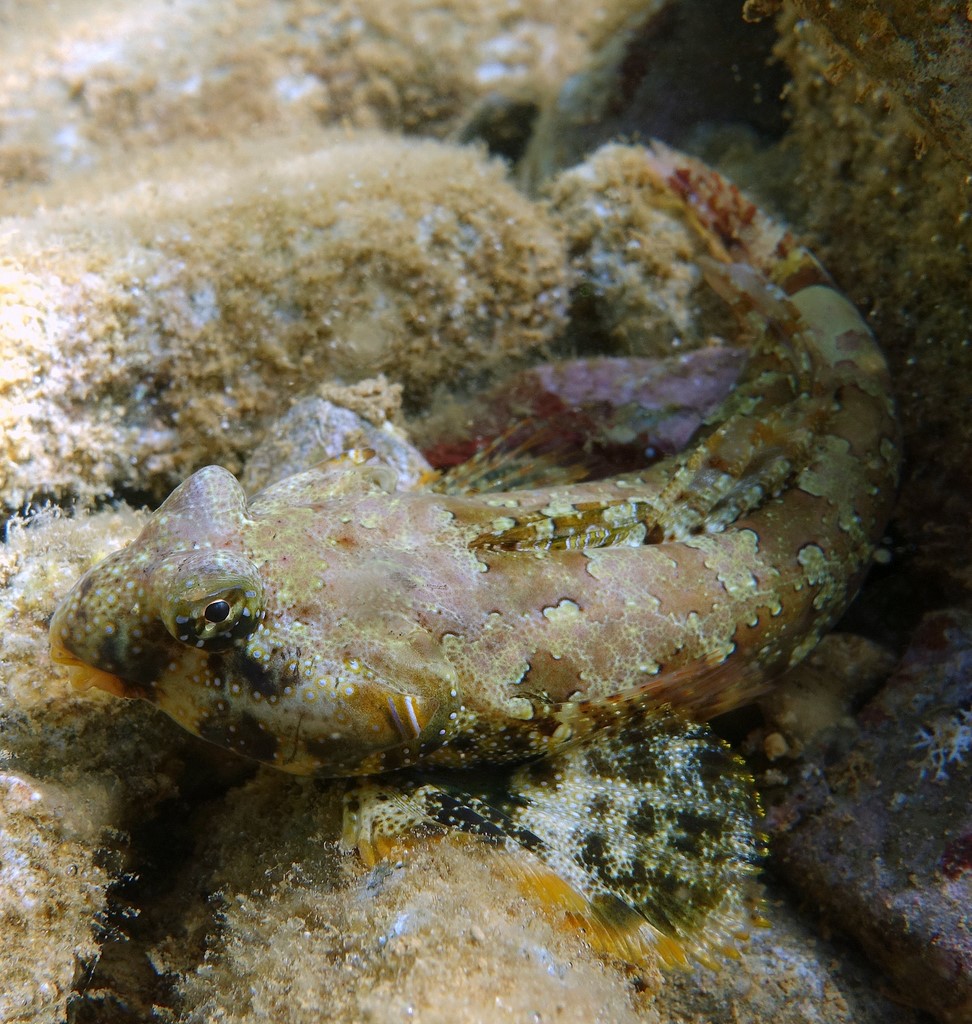 Synchiropus ocellatus Ocellated dragonet New Caledonia starry pattern