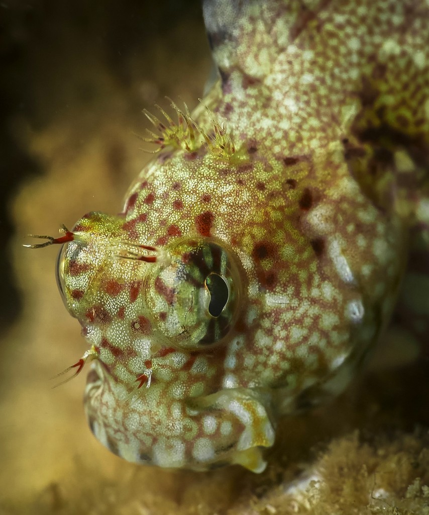Salarias fasciatus Jewelled blenny blennie bijoux fish identification New Caledonia