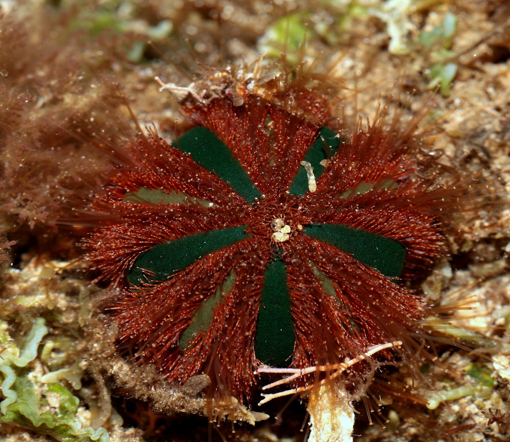 Mespilia globulus forme hémisphérique oursin smoking