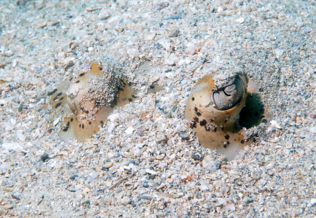 Neotrygon kuhlii Pastenague à points bleus Nouvelle-Calédonie requin du lagon