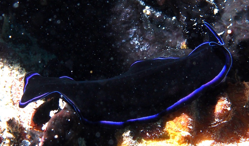 Pseudoceros sapphirinus New Caledonia flatworm