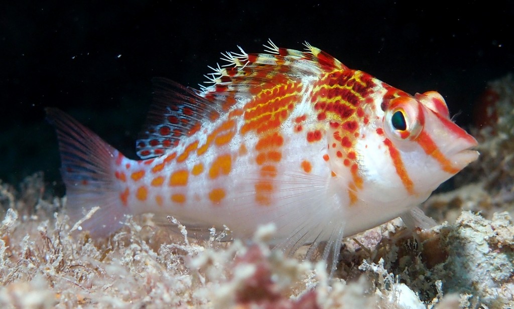 Cirrhitichthys falco dwarf hawkfish fish New Caledonia reef lagoon