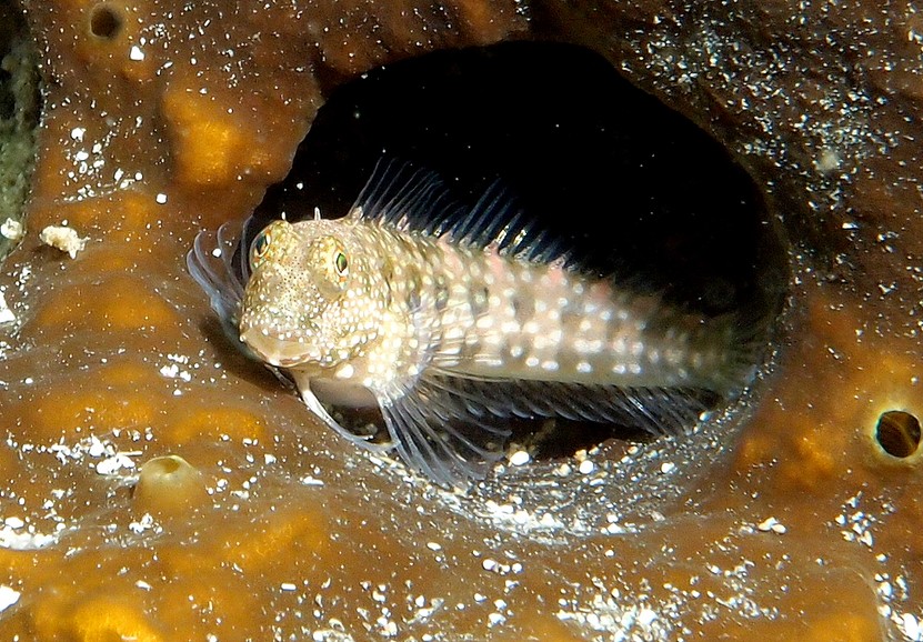Salarias alboguttatus White-spotted blenny New Caledonia small greyish fish with irregular rows of white and brown spots along the sides