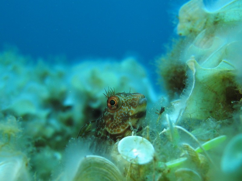 blennie cachée dans les algues - Mediterranee