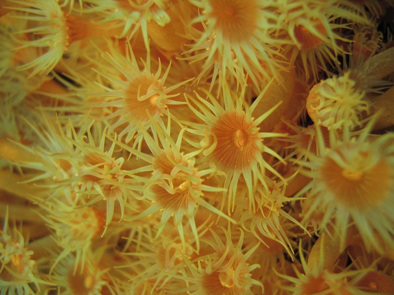 Yellow encrusting anemone - mediterranean sea - south of france