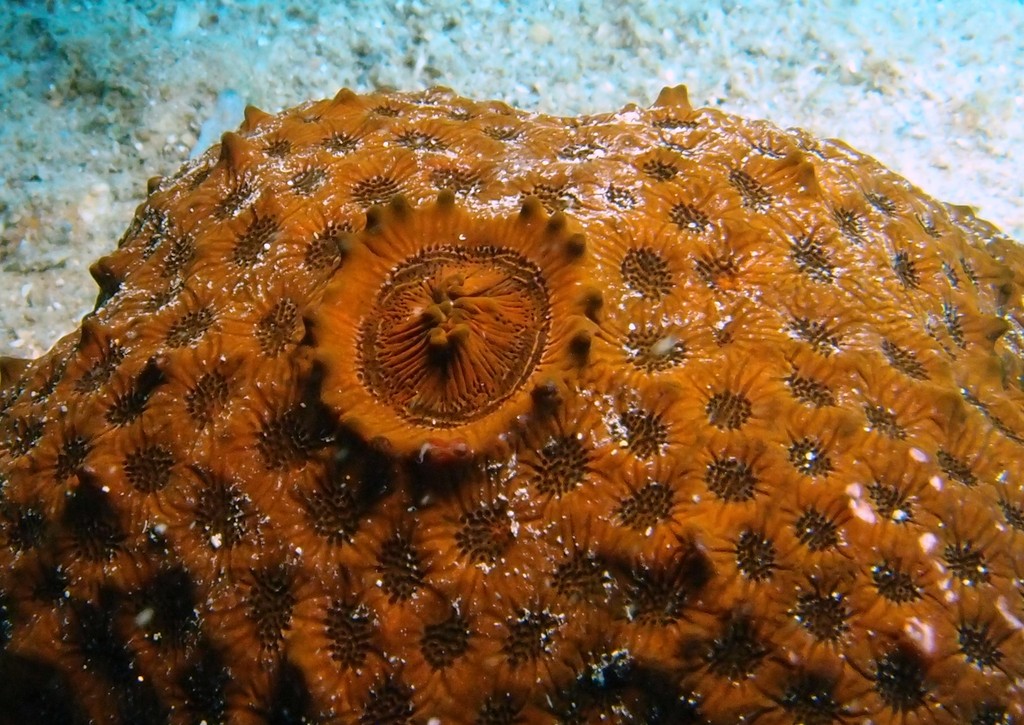 Euretaster insignis Etoile ponctuée Astéride Echinoderme Nouvelle-Calédonie