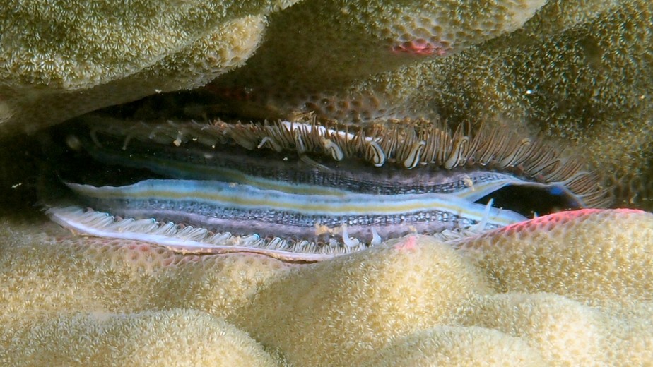 Pedum spondyloideum iridescent clam New Caledonia shell collection
