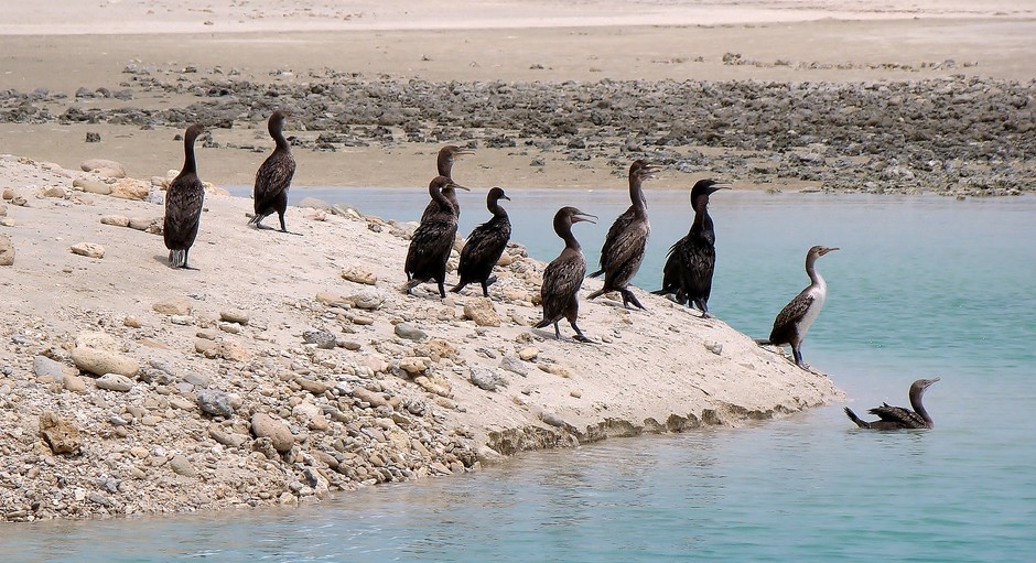 Phalacrocorax nigrogularis Colonie de cormoran de Socotra Abu Dhabi United Arab Emirates