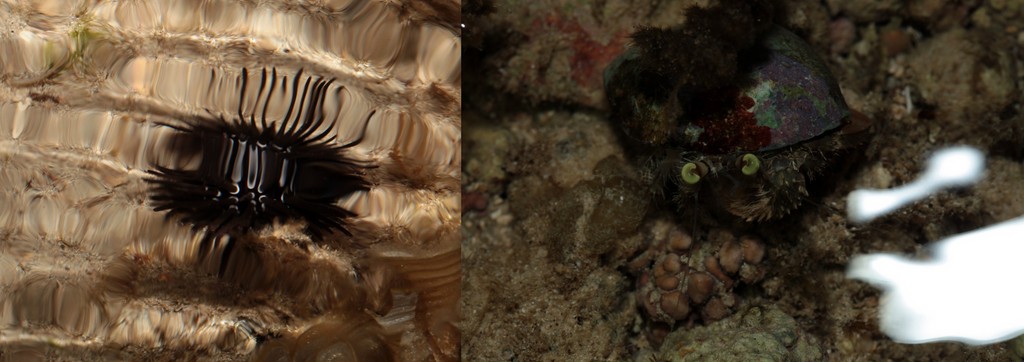 Exemple photo effet miroir surface de l'eau Récif Frangeant