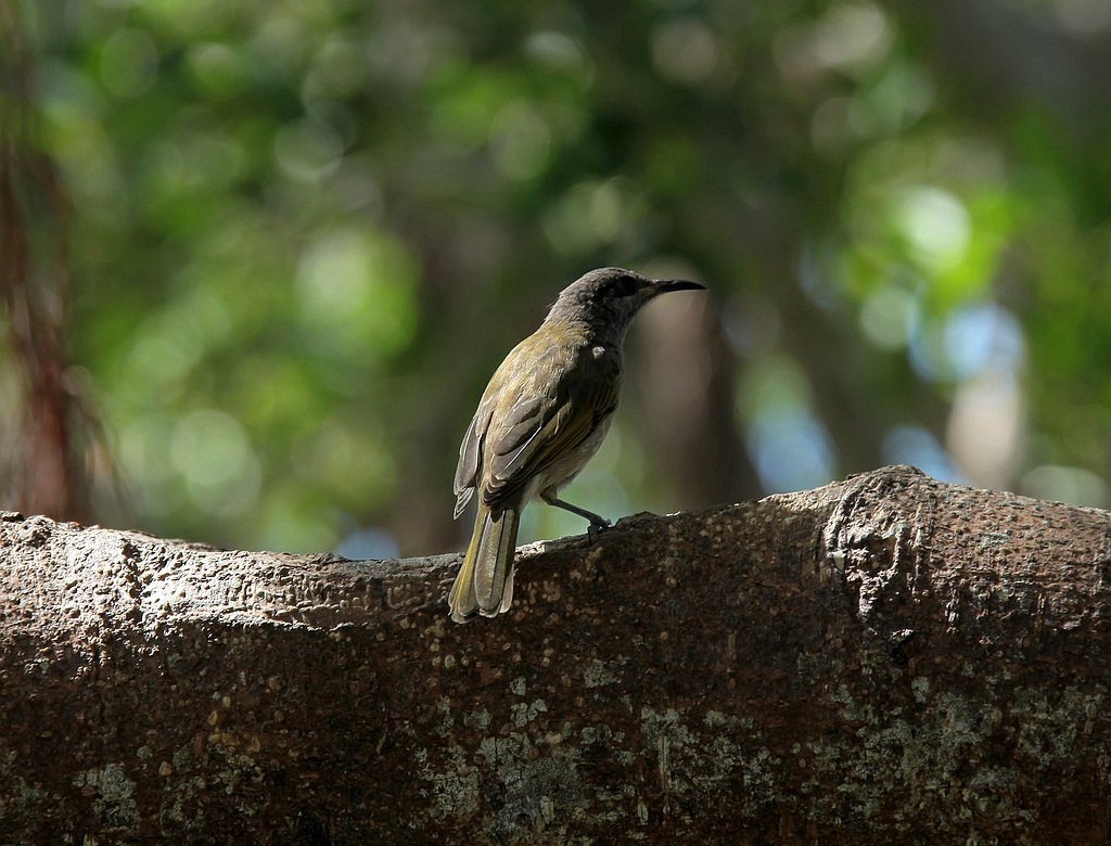 PHYLIDONYRIS UNDULATUS (SPARRMAN, 1787)