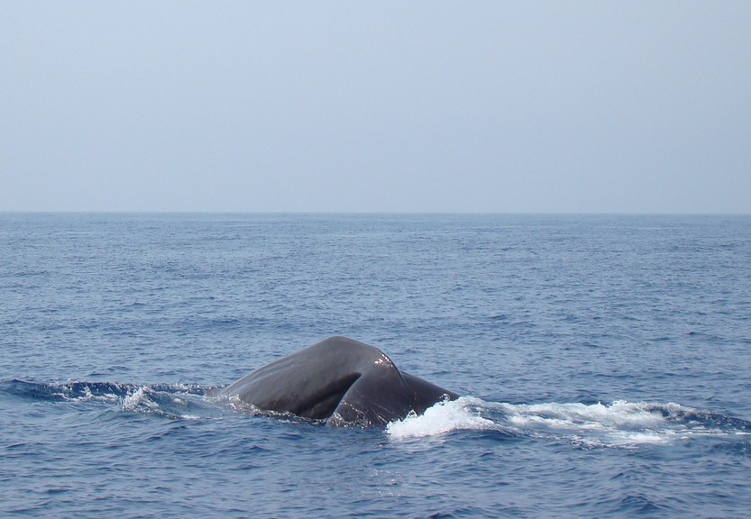 Cachalot Méditerranée Sperm whale France 