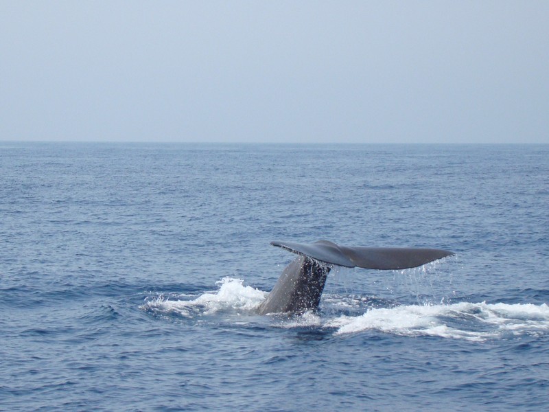 Cachalot Méditerranée famille physétéridé Physeter macrocephalus catodon