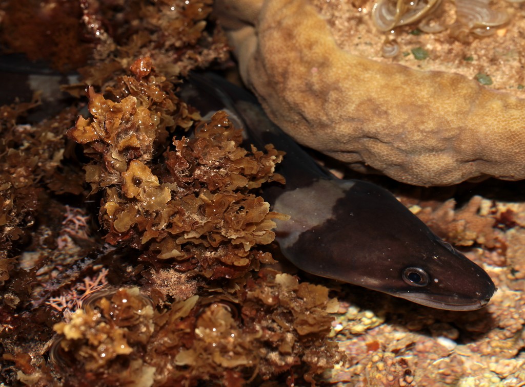 Conger cinereus ruppell corps anguilliforme Récif Nouvelle-Calédonie