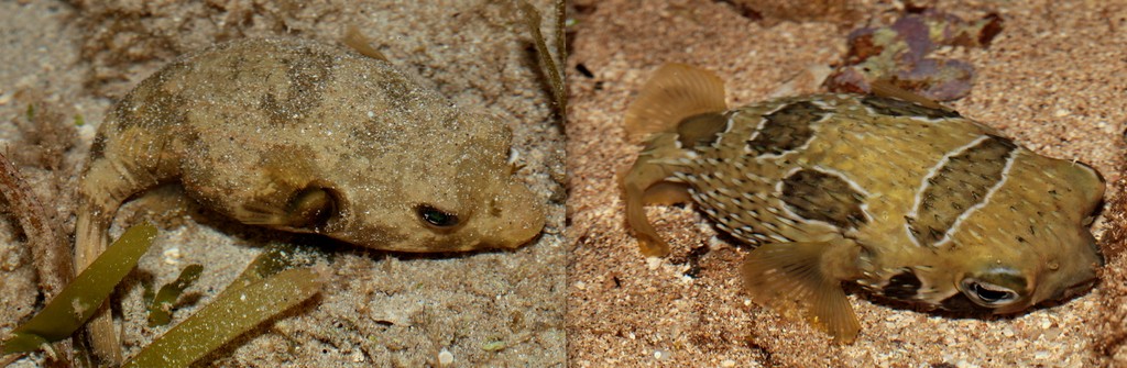 Poisson ballon Nouvelle-Calédonie Arothron Manilensis Diodon liturosus faune marine