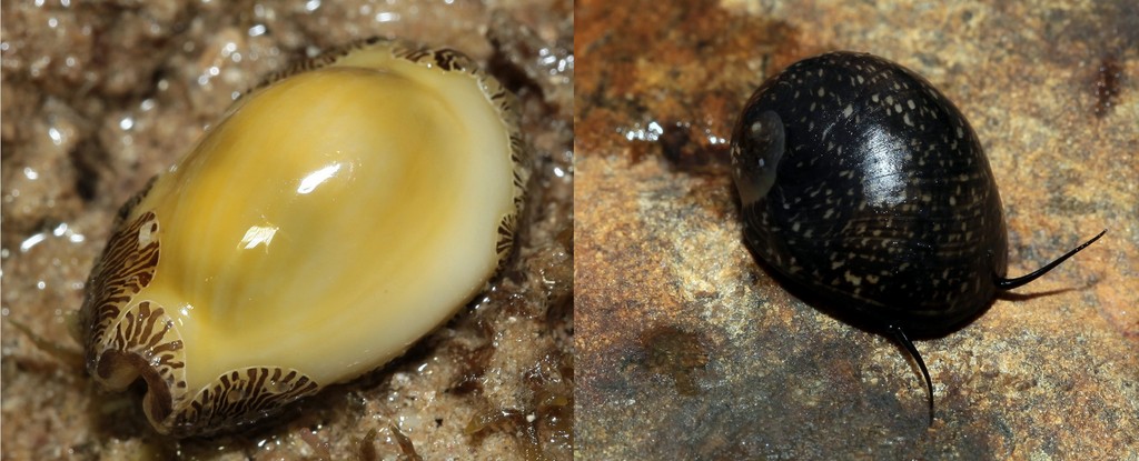 Monetaria moneta mollusque non identifié récif frangeant de Nouvelle-Calédonie