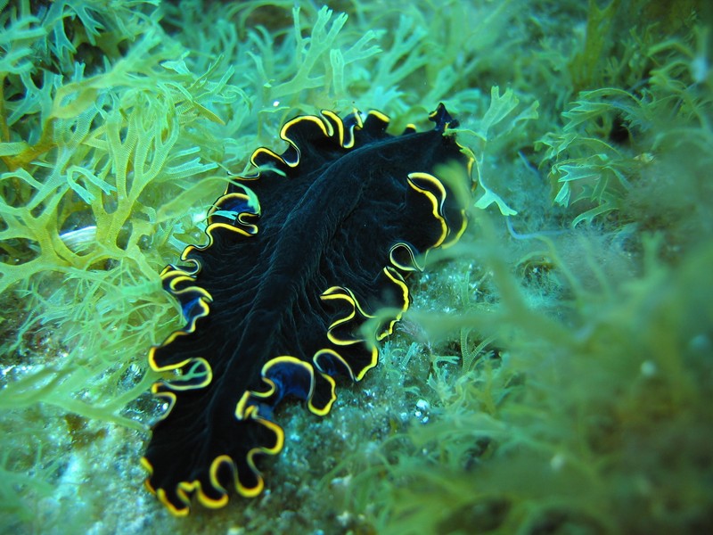 Pseudobiceros splendidus Aplysie lièvre de mer sur un rocher