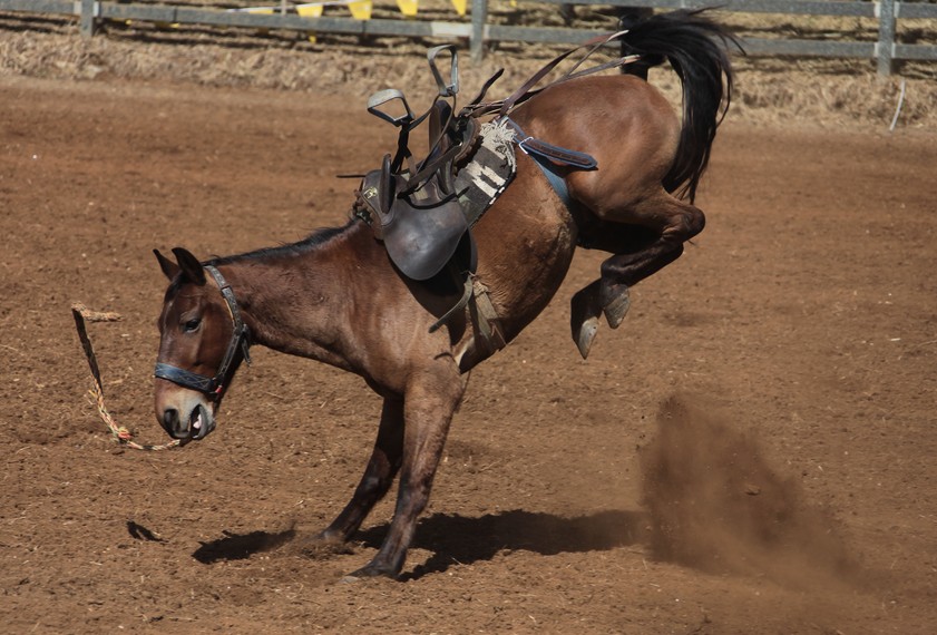 Rodeo cheval ruade Foire de Bourail 2012 Nouvelle-Calédonie