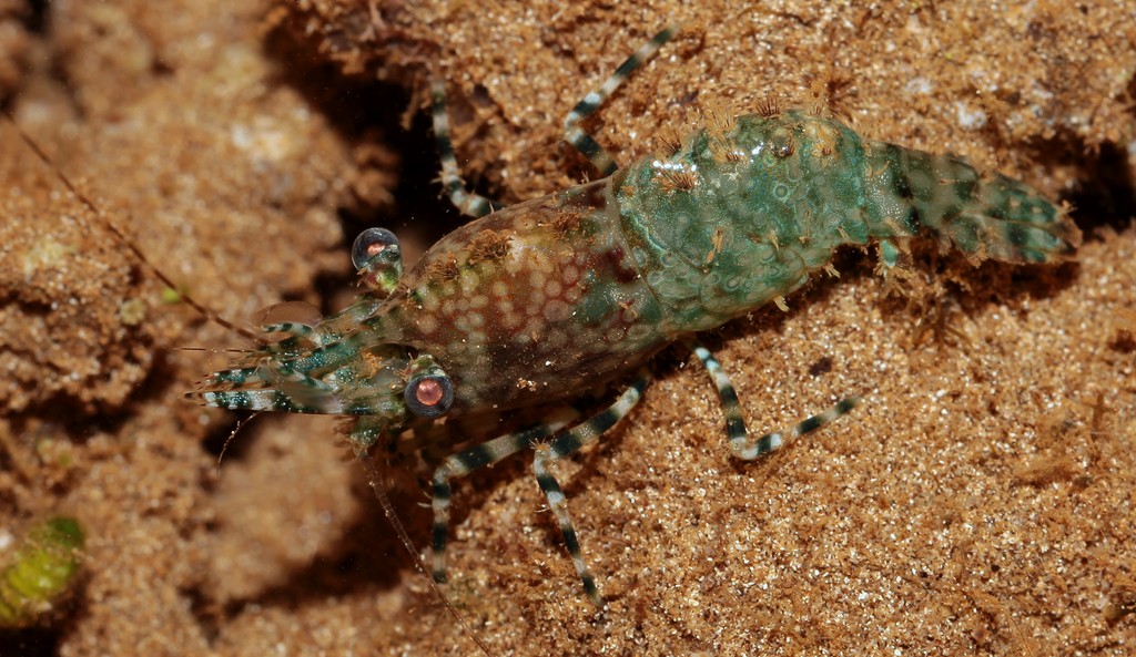 Saron sarotron shrimp marmoratus New Caledonia