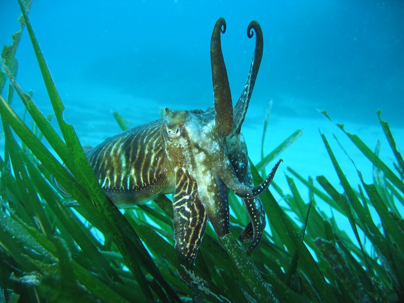chakod - Mediterranean sea