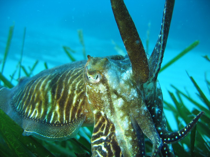  Common cuttlefish, Sepia común, luda, jibia, cachon, choco, Gemeiner Tintenfish, Sepia, Seppia comune, seccia, Zeekat, sepia, gewone onktvis, Sépia, choco siba, Vanlig tiarmet blekksprut