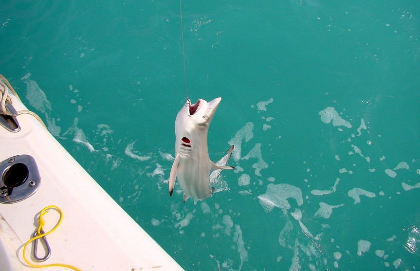 Carcharhinus sorrah Spottail shark Abu Dhabi United Arab Emirates