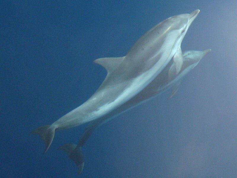 Dauphin bleu et blanc Golfinho riscado delfin azul Méditerraneo picture