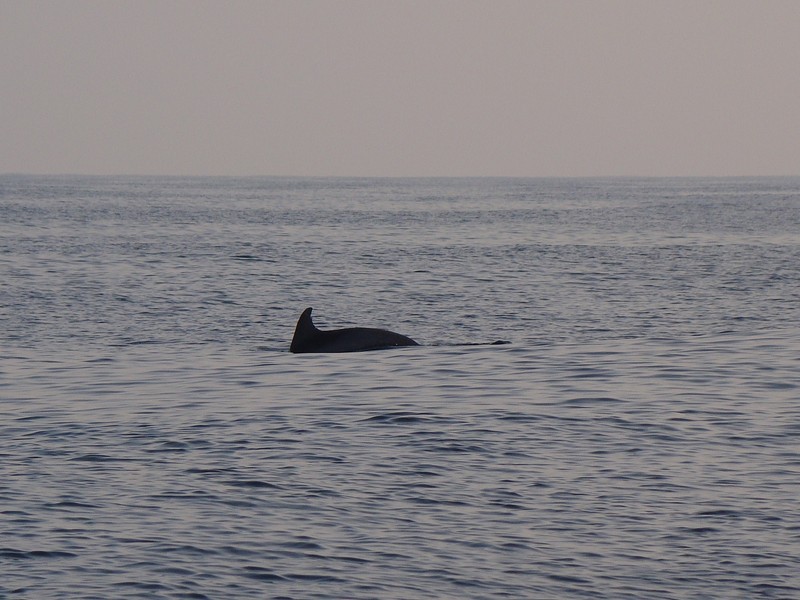 Une nageoire le matin sur une mer lisse Dauphin bleu et blanc mer mediterranee sud france toulon