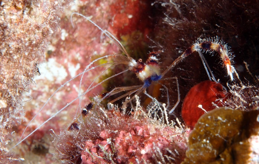 Stenopus hispidus Banded cleaner shrimp banded coral shrimp barber pole shrimp photographer scuba diving New Caledonia underwater picture