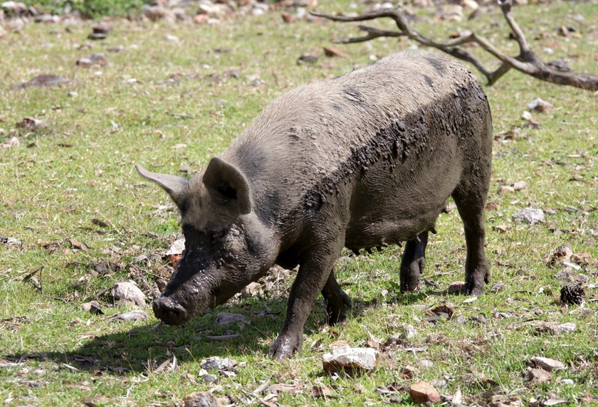 Sus scrofa domesticus cochon élevage Nouvelle-Calédonie nord de la grande terre