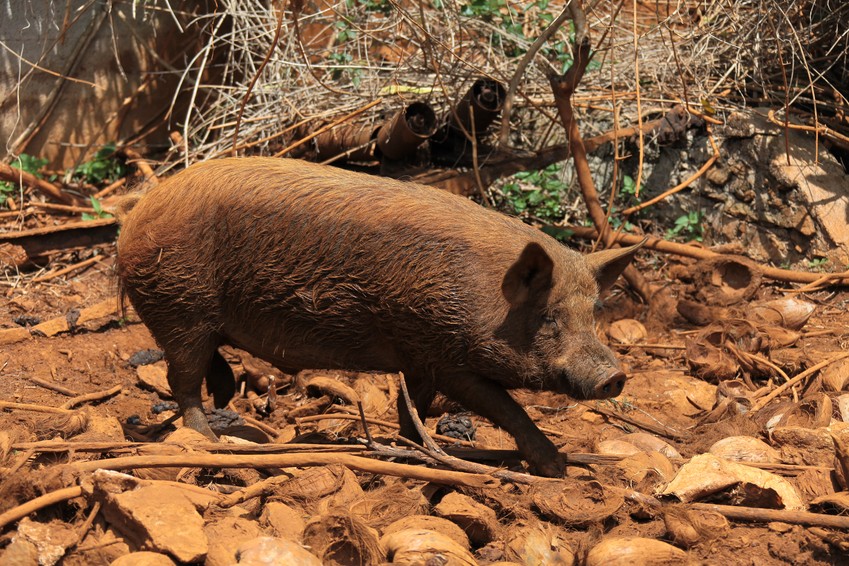 Sus scrofa domesticus Nouvelle-Calédonie cochon porc domestique élevage