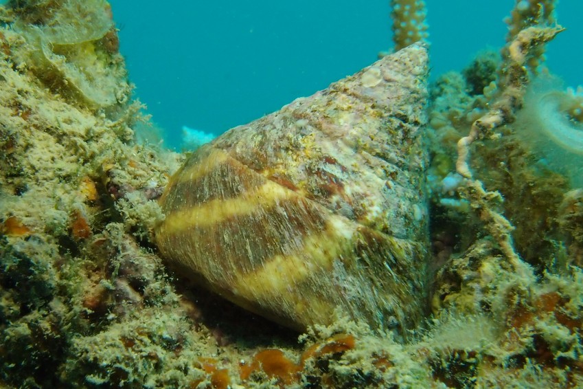 troca nouvelle-calédonie coquille coquillage cone conique lagon platier plongée sous-marine