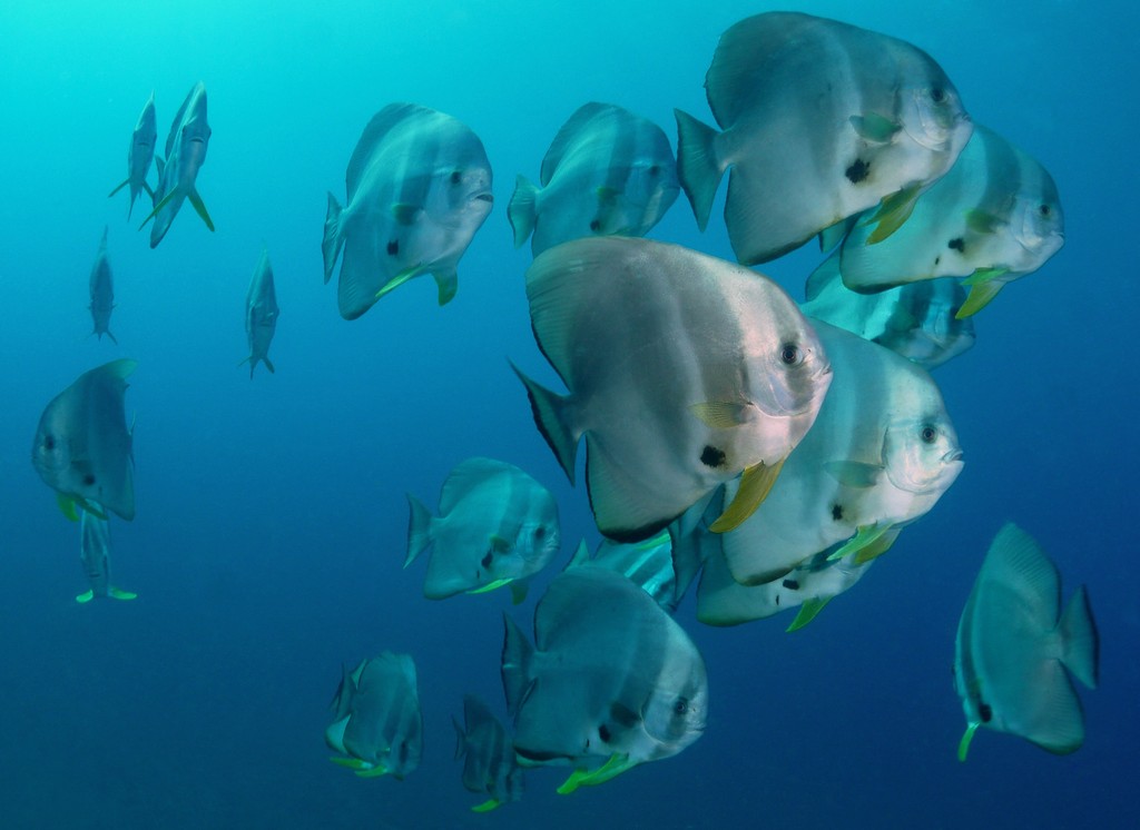 Platax teira Round faced batfish New Caledonia underwater picture